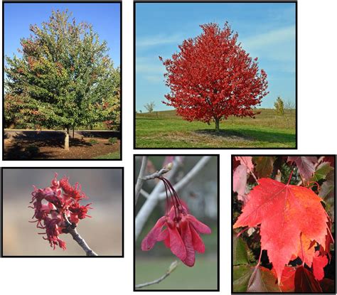 Red Sunset Red Maple Hinsdale Nurseries Welcome To Hinsdale Nurseries