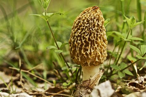 Yellow Morel Mushroom - Morchella esculenta Photograph by Mother Nature