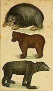 Category Ursidae Illustrations Wikimedia Commons