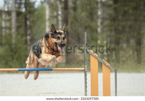 149 German Shepherd Leaping Images Stock Photos And Vectors Shutterstock