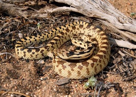 Rattlesnakes and copperheads are very venomous but bull snakes are not poisonous what do bull snakes eat? What's the Difference between a Rattlesnake and Gopher Snake?