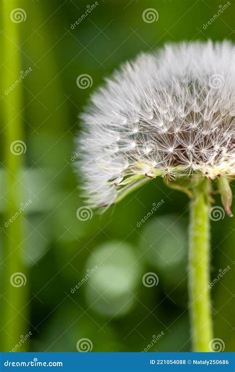 Dandelion Blooming Blowball With Natural Green Background Macro