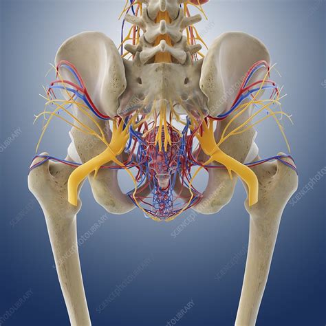 The pelvis is a musculoskeletal structure that is made up of hip and sacrococcygeal bones, along with several muscular layers. Female pelvic anatomy, artwork - Stock Image - C014/8530 ...