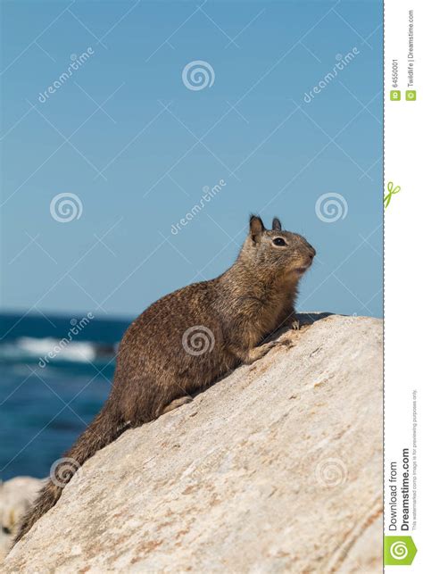 California Ground Squirrel Stock Image Image Of Ground 64550001