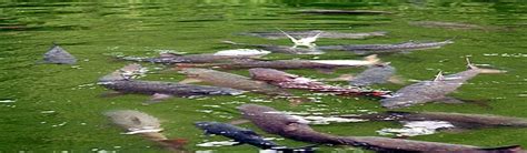 Ikan sakti sungai janiah anak manusia berubah jadi. Apakah Ada Ikan Sakti Di Sungai Jernih : Top 3 Berita Hari ...
