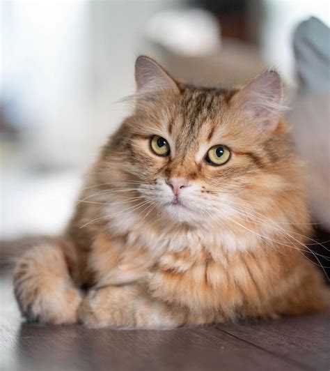 The Sunshine Color A New Color In The Siberian Cats — The Little Carnivore