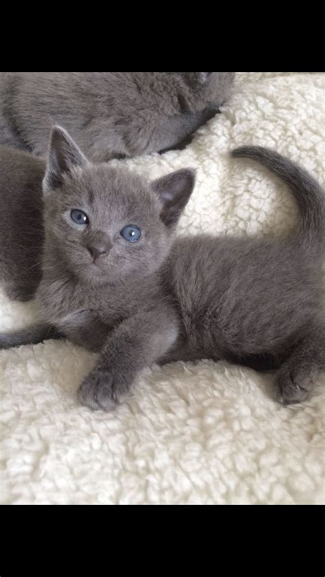 Russian Blue Cats For Sale Columbus Oh 258999