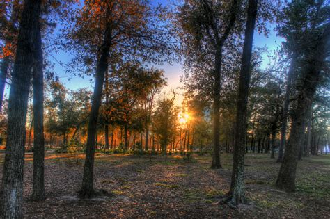 Sunset Behind Trees In Houston Texas Image Free Stock Photo Public