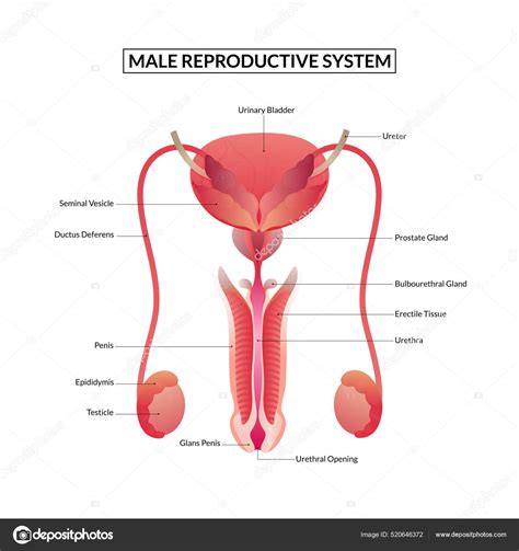 anatomy male reproductive system stock vector by ©vipicreate 520646372