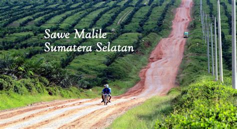Download lagu lemak manis mp3 dan video mp4. Lirik Lagu Sawe Malile Sumatera Selatan - Arti dan Makna