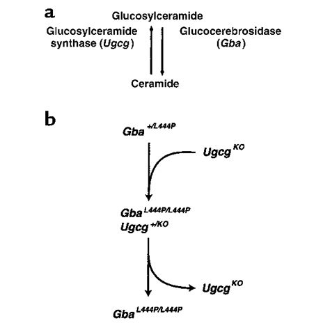 Degradation And Synthesis Of Glucosylceramide And Derivation Of Gba