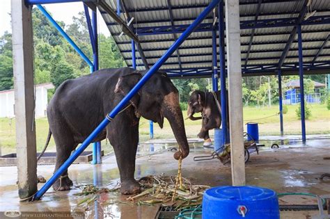 World Elephant Day Campaign Donation At Krabi Elephant Hospital