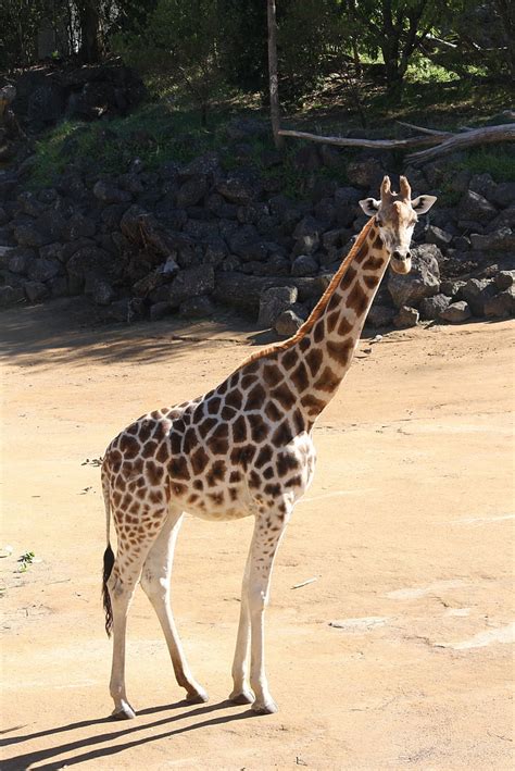 Voľná Fotografia žirafa Zviera Zoo Afrika Voľne žijúcich