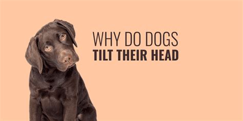 If your rabbit is shaking its head from side to side, this indicates ear mites or bacterial infection inside the ear. Why Dog Dogs Tilt Their Heads - Curiosity, Empathy, Ear ...