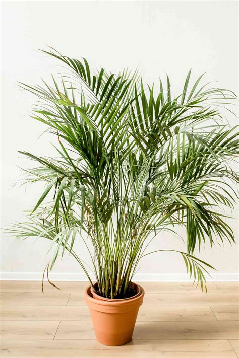 How To Grow And Care For Indoor Palm Trees