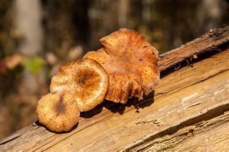 Honey Fungus Or Armillaria Is A Genus Of Parasitic Fungi That L Stock