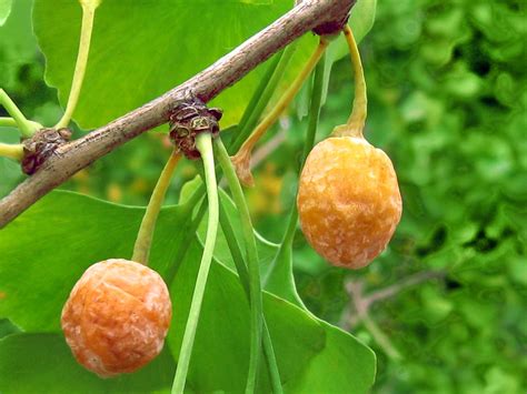 Ginkgo Biloba Maidenhair Tree Ripe Fruit On Stem Flickr