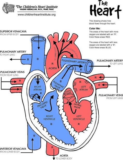 Heart Diagram From The Childrens Heart Institute