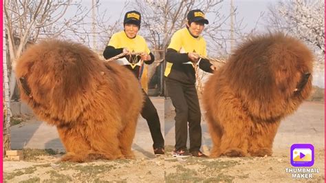 Tibetan Mastiff Worlds Biggest Dog Breed Tibetan Mastiff Weight Male