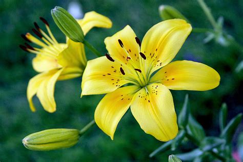 For starters, the yellow lily is the perfect symbol for being happy. Yellow Tiger Lily Photograph by Kimberlee Fiedler
