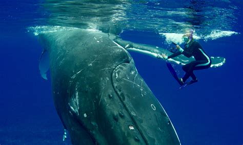 Humpback Whale Shields Diver From Shark Video Galactic