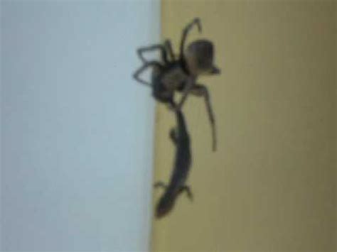 A camel spider kills and eats a lizard, this is one of the best videos i've found in iraq. spider eats lizard - YouTube