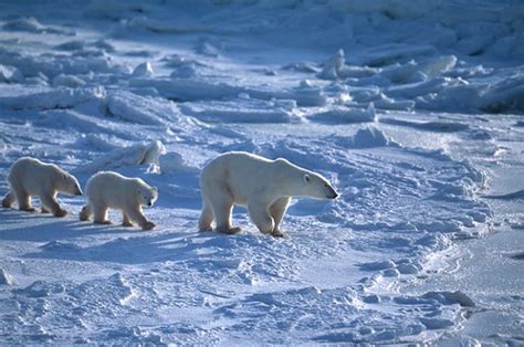 Canada Polar Bear Safari Freedom Destinations