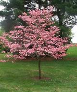 Flowering dogwood (cornus florida) is a perennial tree with beautiful flowers that bloom in pink, red, and white, depending on the variety of the tree. pink flowering dogwood - Google Search | Dogwood tree ...