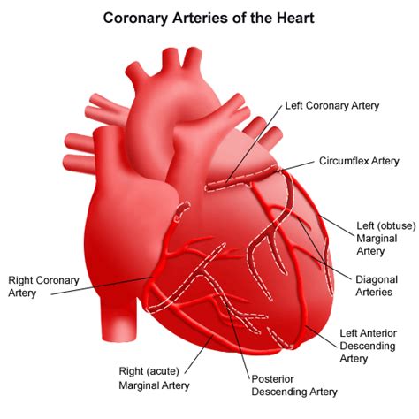 The coronary arteries wrap around the outside of the heart. Anomalous Coronary Artery | Stanford Health Care