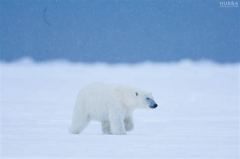 Arctic Frame Svalbard Polar Bears Through A Lens The Nordic