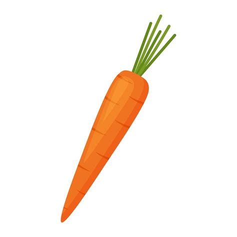 Premium Vector Carrot Vector Illustration
