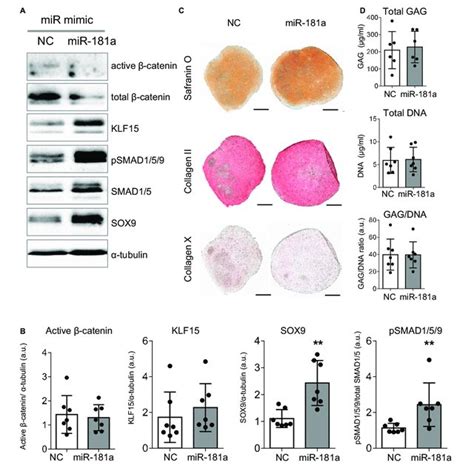 Gain Of Mir A At The Start Of Chondrogenic Differentiation Boosted