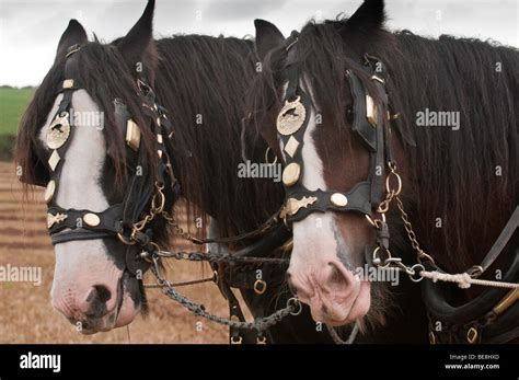 Working Shire Horses Stock Photo Alamy