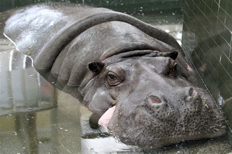 Wszystkie trasy zwiedzania dostępne są także w naszej aplikacji mobilnej, która poprowadzi cię po nich krok po kroku. Kiedy wrócą hipopotamy do zoo w Chorzowie?