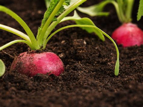 How To Grow Radishes What Does A Radish Need To Grow