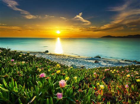 Sea Coast Meadow With Tropical Flowers Sandy Beach Calm Sea Orange Sky