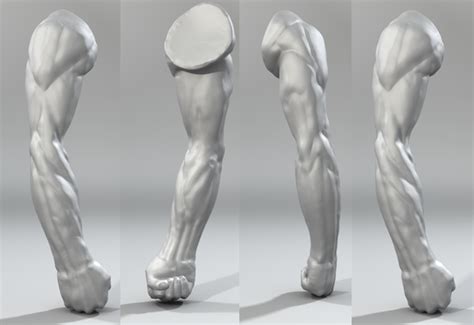 Sculpting Arm Anatomy Arms
