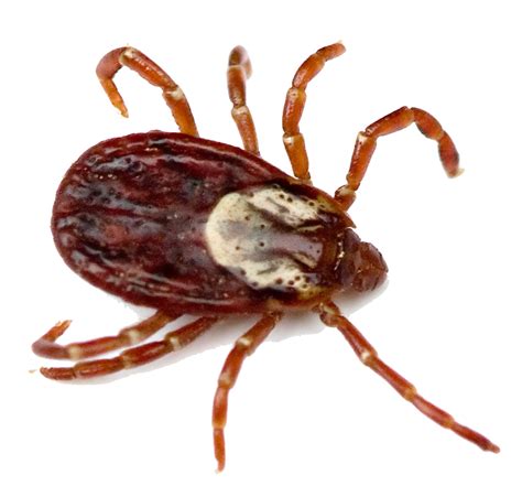 Ticks (suborder ixodida) are parasitic arachnids that are part of the superorder parasitiformes. Library of tick bug graphic free stock png files Clipart ...