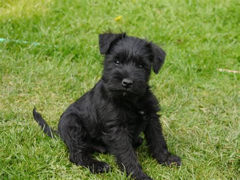 We now have a live puppy feed, you can now watch the puppy of your interest run and play. Miniature Schnauzer Puppies | York, North Yorkshire ...