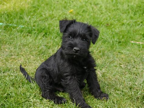 Sister from a previous litter joins in. Miniature Schnauzer pups KC Registered | York, North ...