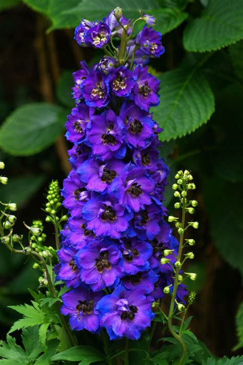 Blue carnations are flowers that are just starting to expand into that color realm and has been met with anticipation and excitement. Delphinium | Delphinium flowers, Beautiful flowers garden ...