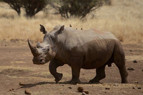 Rhino Poaching Is A Crisis Of Governance Africa Geographic