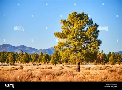 Lone Pine Tree In Desert Field With Mountains In Background Stock Photo