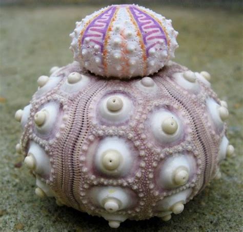 Shell A T From The Sea 40 Wondrous Pictures Bored Art