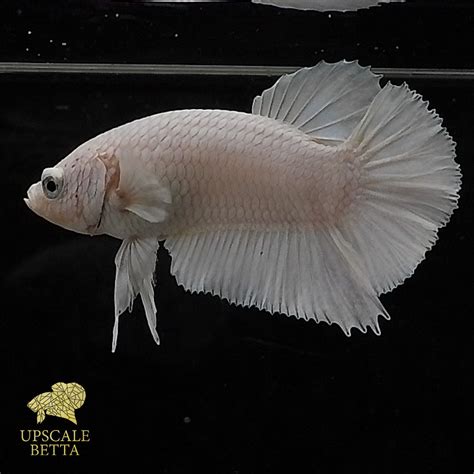White Platinum Betta Fish The Beauty Behind Its Rarity Upscale Betta