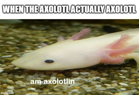 Axolotl Imgflip