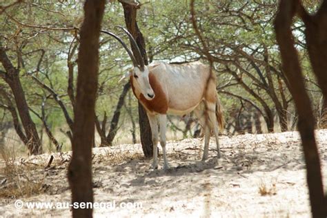 Parc National De La Langue De Barbarie Et Réserve De Guembeul Au Sénégal Le Cœur Du Sénégal