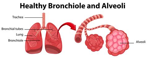 Diagram Showing Healthy Bronchiole And Alveoli Vector Art At