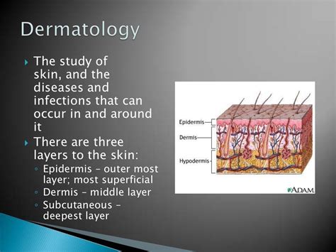 Medical Terminology Chapter 3b Skin