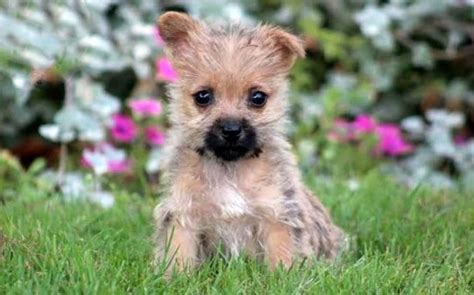 Cairn Terrier Puppies For Sale Keystone Puppies